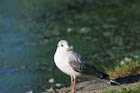 �����J����(Black-Headed Gull)