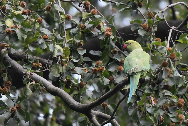 ���J�P�z���Z�C�C���R���@Rose-ringed Parakeet