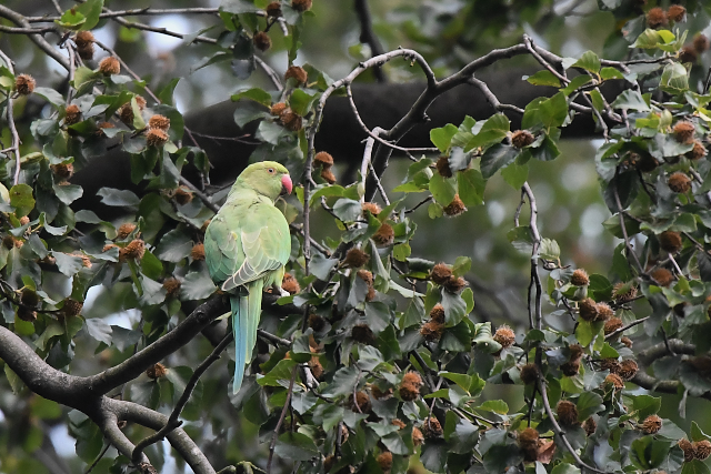 ���J�P�z���Z�C�C���R���@Rose-ringed Parakeet