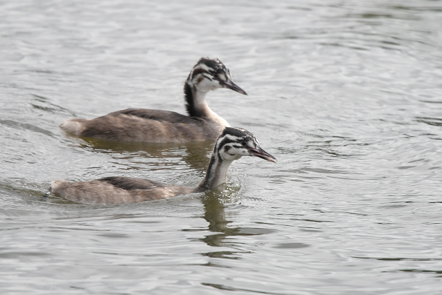 �J�������J�C�c�u��