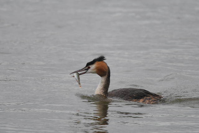 �J�������J�C�c�u��