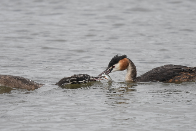 �J�������J�C�c�u��