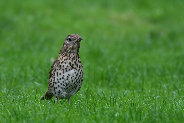 �E�^�c�O�~