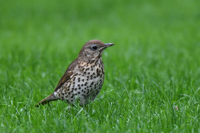 �E�^�c�O�~