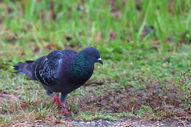 �J�����o�g�i�h�o�g�j