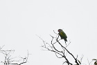 �_���}�C���RRed-breasted parakeet/�o���e�A�C�E�X���C