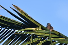 �J�m�R�o�gSpotted Dove/�z�C�A��