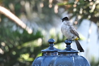 �R�V�W���q���h��Sooty-headed Bulbul/�z�C�A��