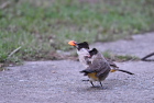 �R�V�W���q���h��Sooty-headed Bulbul/�z�C�A��