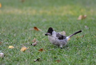 �R�V�W���q���h��Sooty-headed Bulbul/�z�C�A��