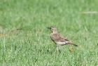 �}�~�W���^�q�o��?Richard's Pipit/�z�C�A��