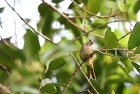 �~�~�W���q���h���HStreak-eared Bulbul/�V�F�����A�b�v