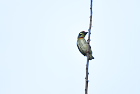���l�A�J�S�V�L�h��Coppersmith Barbet/�V�F�����A�b�v