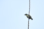 ���l�A�J�S�V�L�h��Coppersmith Barbet/�V�F�����A�b�v
