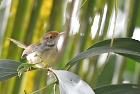 �I�i�K�T�C�z�E�`���ECommon Tailorbird/�V�F�����A�b�v