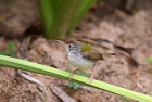 �I�i�K�T�C�z�E�`���ECommon Tailorbird/�V�F�����A�b�v