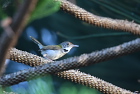 �I�i�K�T�C�z�E�`���ECommon Tailorbird/�z�C�A��