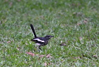 �V�L�`���EOriental Magpie Robin/�V�F�����A�b�v