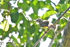 �V���n���J�������q���h��Ochraceous Bulbul/�z�C�A��