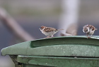 �Y�Y��Eurasian Tree Sparrow/�z�C�A��