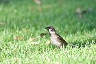 �Y�Y��Eurasian Tree Sparrow/�z�C�A��