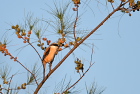 �^�J�T�S���YLong-tailed shrike/�z�C�A��