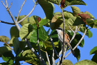 �^�J�T�S���YLong-tailed shrike/�z�C�A��