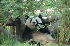 パンダ