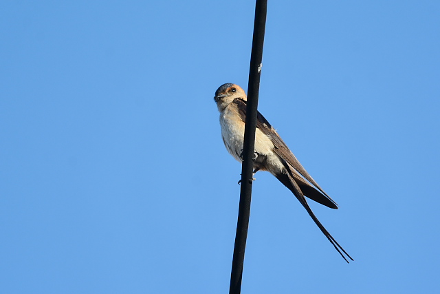 �R�V�A�J�c�o��