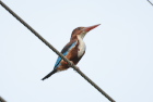 �A�I�V���E�r��White-throated Kingfisher/�_���u��