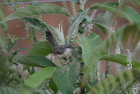 �n�C���l�n�E�`���h��Grey-breasted Prinia/�k�����G���A