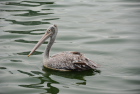 �z�V�o�V�y���J��SPot-billed Pelican/�R�����{