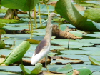 �C���h�A�J�K�V���T�MIndian Pond Heron/�l�S���{����_���u���ւ̓r��