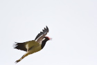 �C���h�g�T�J�Q��Red-wattled Lapwing/�_���u��
