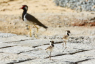 �C���h�g�T�J�Q��Red-wattled Lapwing/�S�[��
