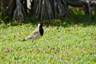 �C���h�g�T�J�Q��Red-wattled Lapwing/�S�[��
