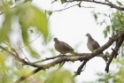 �J�m�R�o�gSpotted Dove/�_���u��