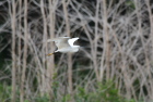 �R�T�MLittle Egret/�L�����f�B