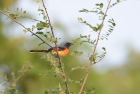 �R�T���V���E�N�CSmall Minivet/�_���u��