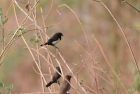 �R�V�W���L���p��White-rumped Munia/�_���u��