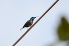 �N�����l�^�C���E�`���ELong-billed Sunbird/�S�[��