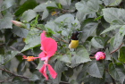 �N���Z�^�C���E�`���EPurple-rumped Sunbird/�l�S���{