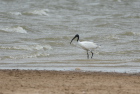 �N���g�LBlack-headed Ibis/�_���u��