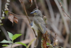 �}�~�W���q���h��White-browed Bulbul