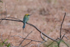 �~�h���n�`�N�CLittle Green Bee-eater/�_���u��