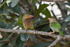 �~�h���I�I�S�V�L�h��Brown-headed Barbet/�l�S���{
