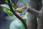�I�i�K�T�C�z�E�`���ECommon Tailorbird/�S�[��