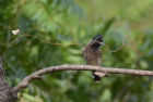 �V���A�J�q���h��Red-vented Bulbul/�_���u��