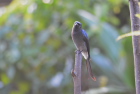 �V���n���I�E�`���EWhite-billied Drongo/�S�[��