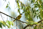 �Y�O���R�E���C�E�O�C�XBlack-hooded oriole/�S�[��